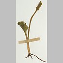 Botrychium simplex (podejźrzon pojedynczy)