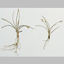 Eleocharis parvula (ponikło maleńkie)