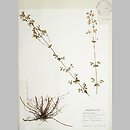 Hypericum pulchrum (dziurawiec nadobny)