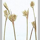 Juncus stygius (sit torfowy)