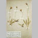 Hieracium piliferum (jastrzębiec włosisty)