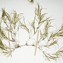 Najas flexilis (jezierza giętka)