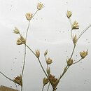 Juncus sphaerocarpus (sit kulistotorebkowy)