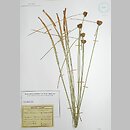 Scirpoides holoschoenus (hołoszeń główkowaty)