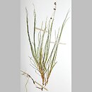Stuckenia filiformis (stuckenia nitkowata)