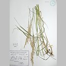 Calamagrostis ×hartmaniana (trzcinnik zwodniczy)