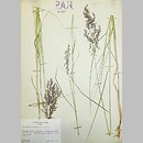 Calamagrostis purpurea (trzcinnik purpurowy)