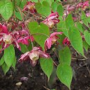 Epimedium (epimedium)