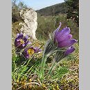 Pulsatilla vulgaris (sasanka zwyczajna)