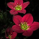Saxifraga ×arendsii Highlander Red