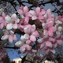 Viburnum ×bodnantense (kalina bodnanteńska)