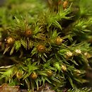 Orthotrichum striatum (szurpek pręgowany)
