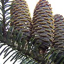 Abies (jodła)