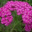 Achillea millefolium (hort.) (krwawnik pospolity (ogr.))