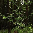 Aethusa cynapioides ssp. elata (blekot cienisty)
