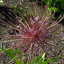 Allium schubertii (czosnek Schuberta)