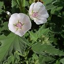 Althaea officinalis (prawoślaz lekarski)