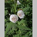 Althaea (prawoślaz)