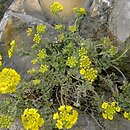 Alyssum montanum (smagliczka pagórkowa)