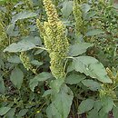 Amaranthus (szarłat)