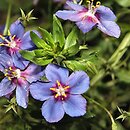 Anagallis monelli (anagalis)