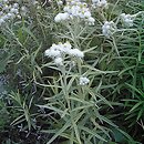 Anaphalis (anafalis)