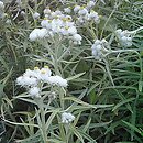 Anaphalis margaritacea (anafalis perłowy)