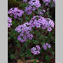Androsace sarmentosa (naradka odroślowa)