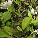 Anemonoides trifolia