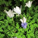 Anemonoides apennina (zawilec apeniński)