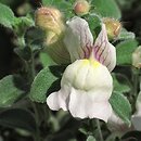 Antirrhinum hispanicum (wyżlin hiszpański)