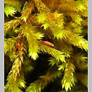 Antitrichia curtipendula (jeżolist zwyczajny)