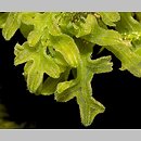 Apometzgeria pubescens (widlicowiec omszony)