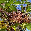 Aralia (aralia)