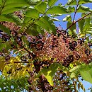 Aralia elata (aralia japońska)