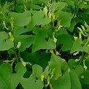 Aristolochia clematitis (kokornak powojnikowy)