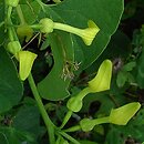 Aristolochiaceae (kokornakowate)