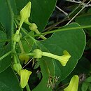 Piperales (pieprzowce)
