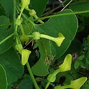 Aristolochia (kokornak)