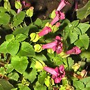 Lophospermum erubescens