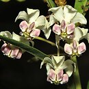 Asclepias fruticosa