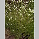 Asperula tinctoria (marzanka barwierska)