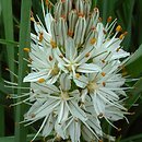 Asphodelus (asfodel)