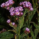 Aster tataricus (aster tatarski)