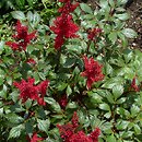 Astilbe ×rosea (tawułka Arendsa)