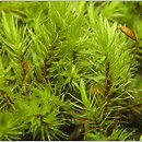 Aulacomnium palustre (próchniczek błotny)