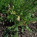 Oenanthe pimpinelloides