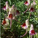 Linaria aeruginea