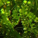 Barbilophozia (wieloklap)