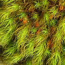 Bartramia halleriana (szmotłoch norweski)